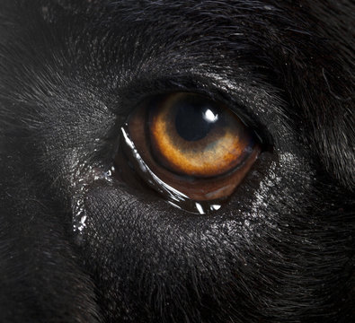 Canecorso