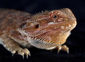 Bearded dragon