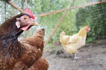 Chickens, Rhode Island Red and Golden In Coup