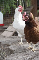 White Chicken With Rhode Island Red
