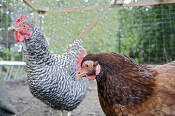 Chickens, Plymouth Rock and Rhode Island Red