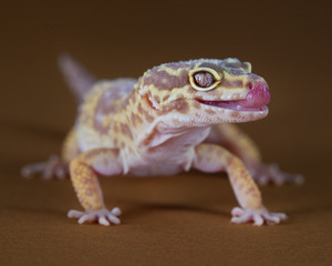 Gecko