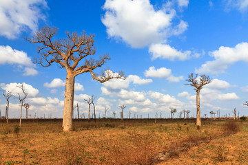 Fototapeta na wymiar Beautiful Baobab trees in the wide landscape of Madagascar