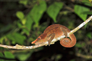 Beautiful Cryptic or blue-legged Chameleon (Calumma crypticum) at night in Ranomafana national park, Madagascar © dennisvdwater