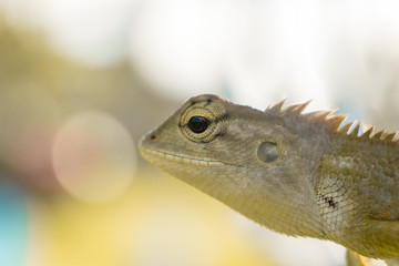 Yellow skin Lizard or Chinese water dragon, Eye Close up.