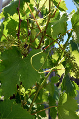 Baby Grapes. Closeup of grapes in beginning stage.