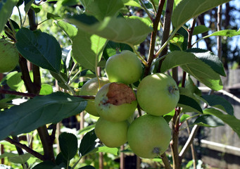 Branch of small apples growing