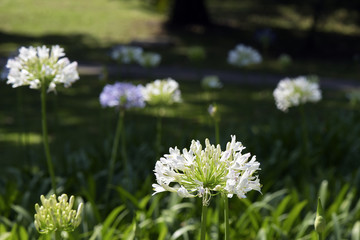 Garden of African lily under the spring sun