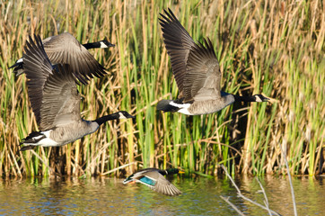 Fototapeta premium Three Canada Geese and Mallard Duck Flying Low Over the Autumn Pond