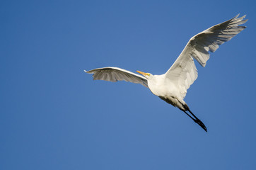 Great Egret Flying in Blue Sky
