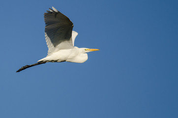 Great Egret Flying in a Blue Sky