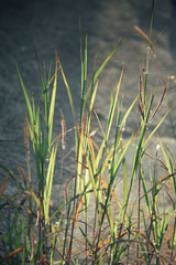 Obraz premium Grass with dew
