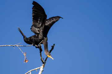 Double-Crested Cormorant Stretching Its Wings While Perched in Tall Tree