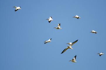 Fototapeta premium Flock of American White Pelicans Flying in a Blue Sky