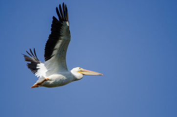 American White Pelican Flying in a Blue Sky