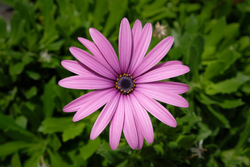 Obraz premium purple daisy flower