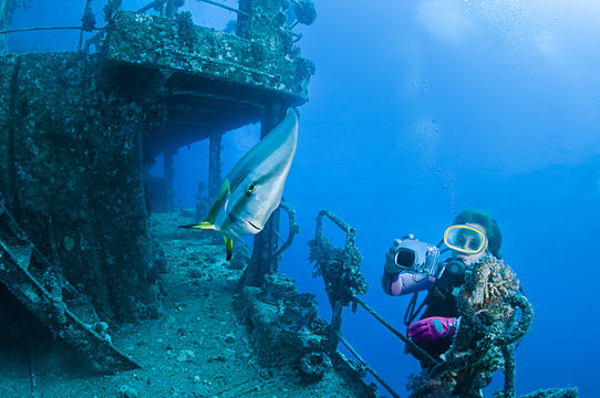 Woman underwater photographer taking images of soft corals of Giannis D shipwreck at Abu Nuhas Reef, Red Sea, Egypt.