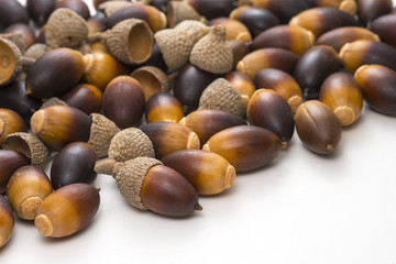 Live oak tree acorn nut seed macro close up on white background
