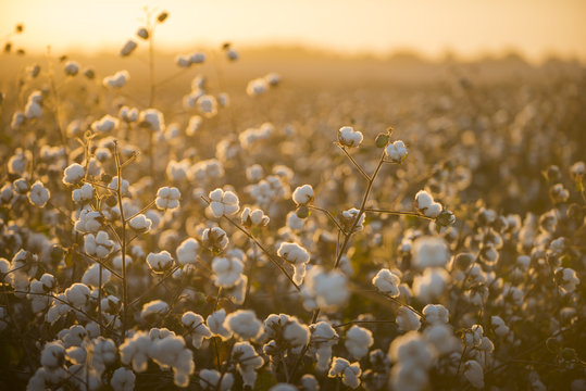 Cotton field background ready for harvest under a golden sunset macro close ups of plants 
