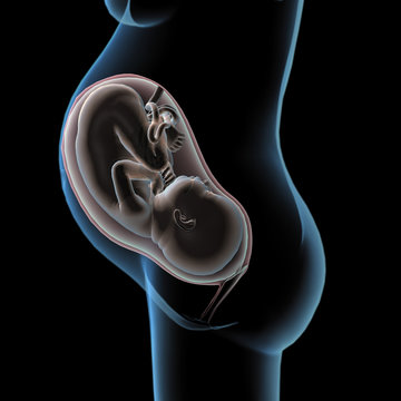Blue X-ray Side View of Pregnant Female and Pink Infant