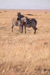 Obraz premium zebry w Parku Narodowym Masai Mara w Kenii w Afryce