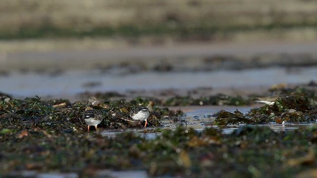 Ruddy Turnstone, Turnstone, Arenaria interpres
