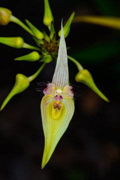 Bulbophyllum blepharistes Rchb. f.