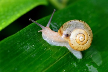 カタツムリ