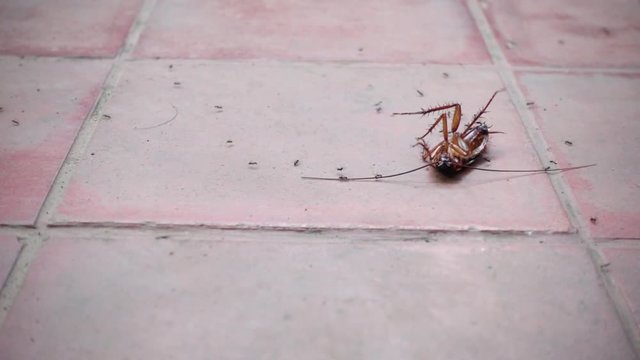 Cockroach lying on floor an ants swarm was bitten, Slow motion.
