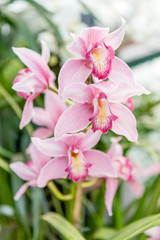 Beautiful pink phalaenopsis orchids