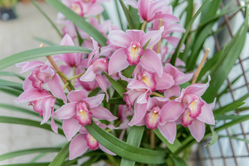 Obraz na płótnie Canvas Beautiful pink phalaenopsis orchids