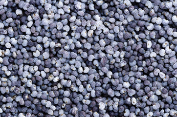 Blue poppy seeds close up. Oilseed from opium poppy, Paper somniferum, with tiny kidney-shaped seeds, less than a millimeter in length. Macro food photo of dried whole fruits.