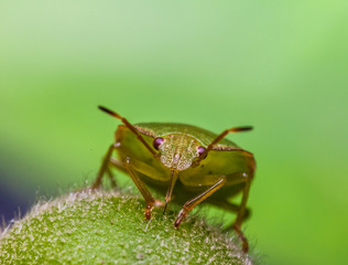 A bugs life..