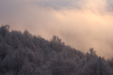 北海道雪景色　森の夜明け