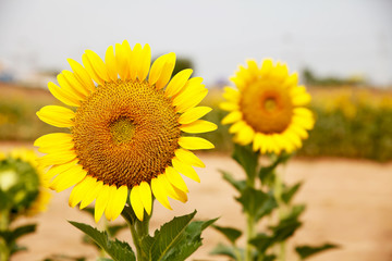 Fototapeta premium Sunflower in field.