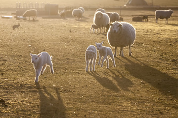 Group of cute glowing lambs jumping around while mommy watches © Mario Hoppmann