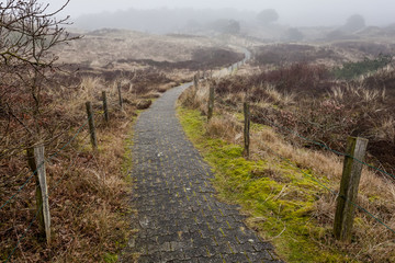 Naklejka premium Curvy path through foggy dunes on German island Spiekeroog