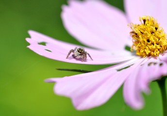 Obraz premium ハエトリグモ