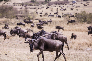 Naklejka na ściany i meble wildebeest and zebra in Masai Mara National Park in Kenya Africa