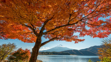 Naklejka na ściany i meble Mount Fuji with beautiful maple leaves and trees at lake Kawaguchiko, Japan