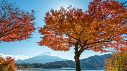 Mount Fuji with beautiful maple leaves and trees at lake Kawaguchiko, Japan