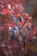 Autumn spring with wild blueberries on natural background 