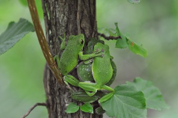 モリアオガエル