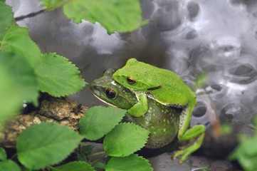 モリアオガエル