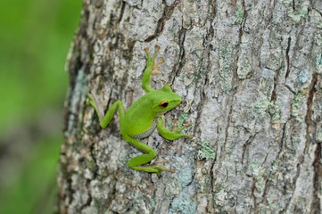 モリアオガエル
