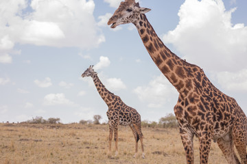 Giraffes in masai mara in kenya africa