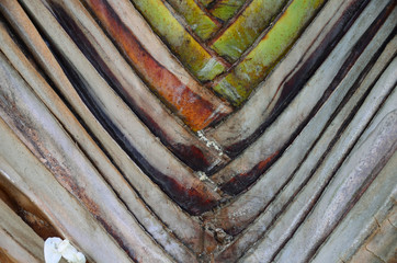 Abstract image of traveler's palm leaf texture. 
