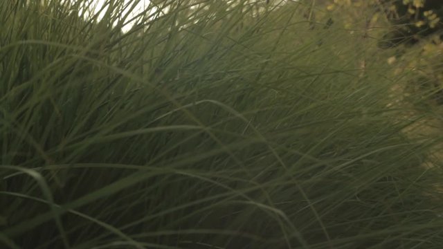 blades of grass are leaning in the wind at sunset