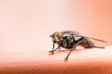 Common Housefly on light brown background 