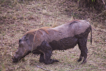 Pumba in masai mara in kenya africa